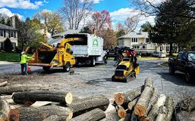 Best Tree Trimming and Pruning  in Windsor Heights, IA