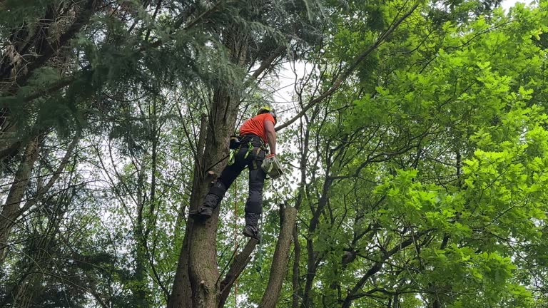Windsor Heights, IA Tree Services Company