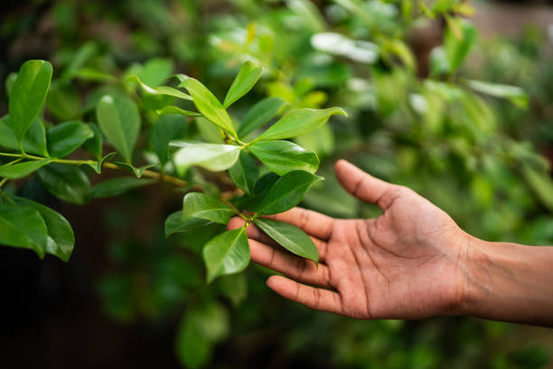 How Our Tree Care Process Works  in  Windsor Heights, IA