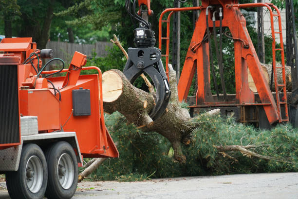 Best Tree Cabling and Bracing  in Windsor Heights, IA