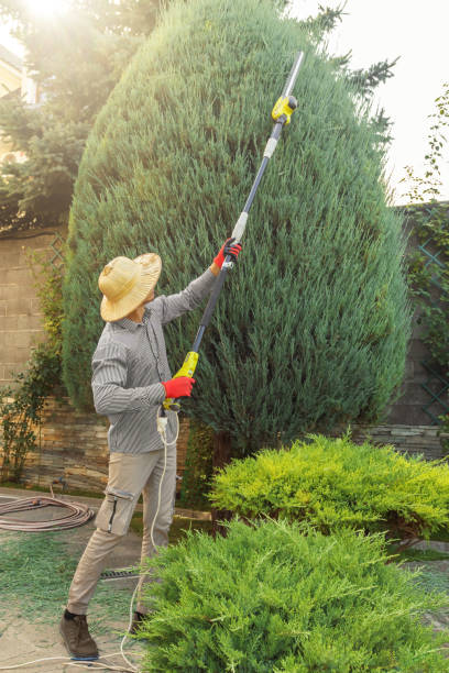 Best Stump Grinding and Removal  in Windsor Heights, IA